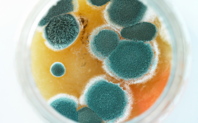 Inquinamento indoor tra muffe, gas Radon e fibre inorganiche: nuovo approfondimento di Biosafe su Ingenio